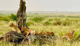 Safari v Tanzanii a pohodový pobyt s výlety na Zanzibaru